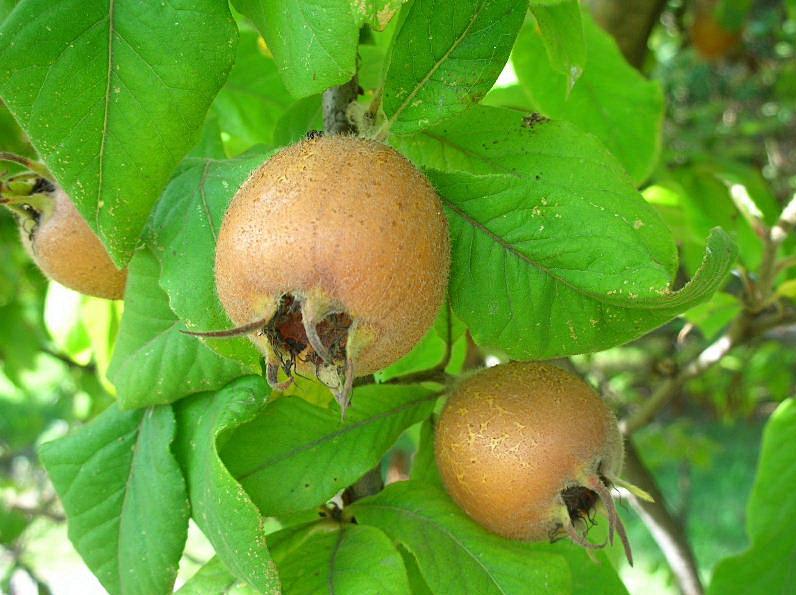 Mespilus germanica / Nespolo volgare